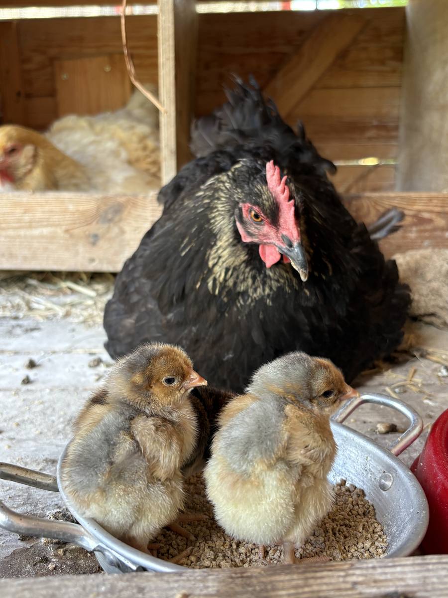 Two chicks in a feeding bowl with a hen behind