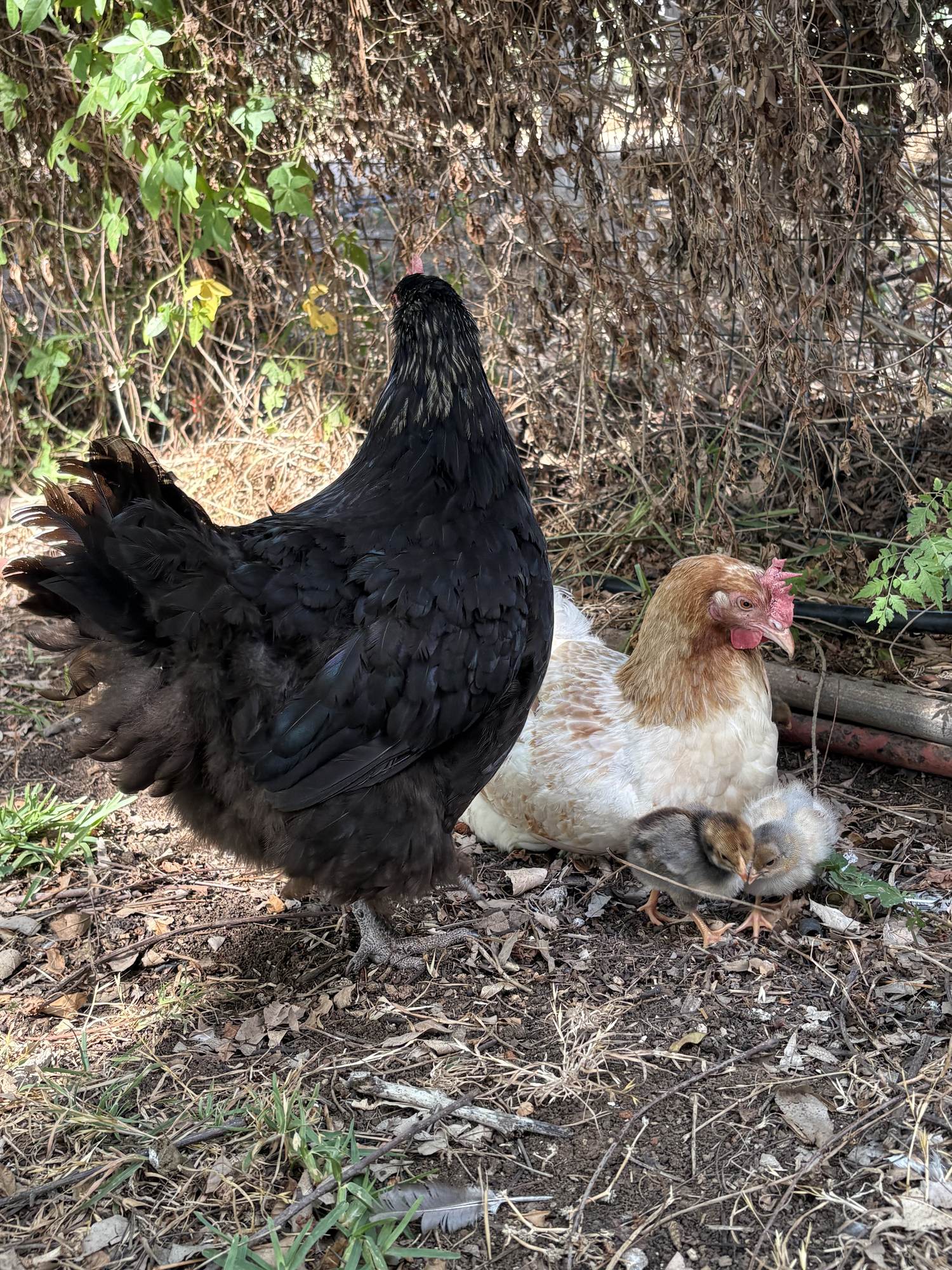 Hens roaming free in the orchard