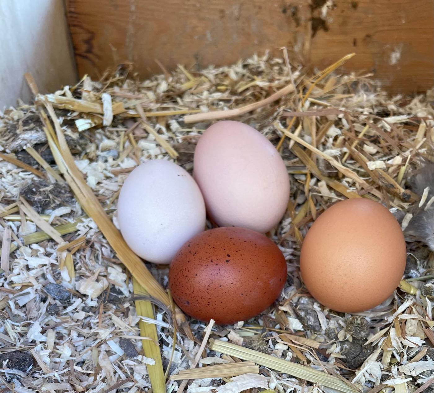 Colored eggs on straw in the nesting box