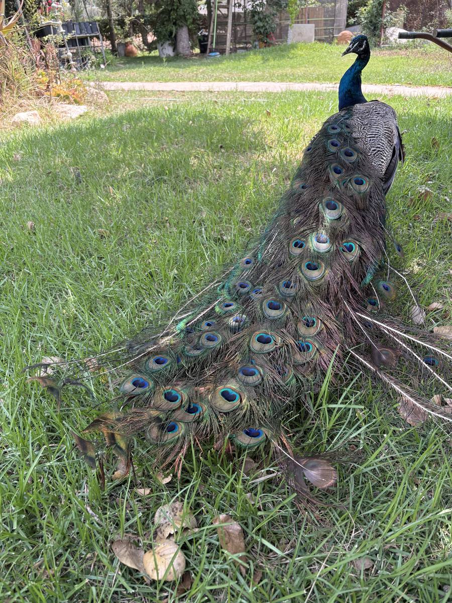 Resident peacock with full tail on the lawn