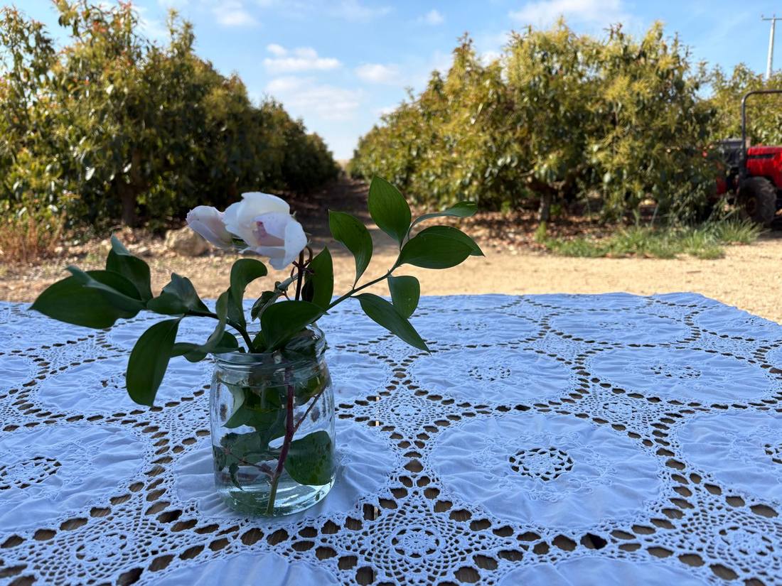 Breakfast table facing the orchard