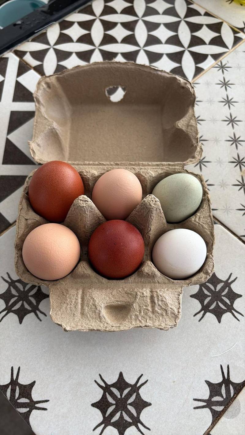 Half-dozen box of eggs in shades of green, cream, pink and deep brown